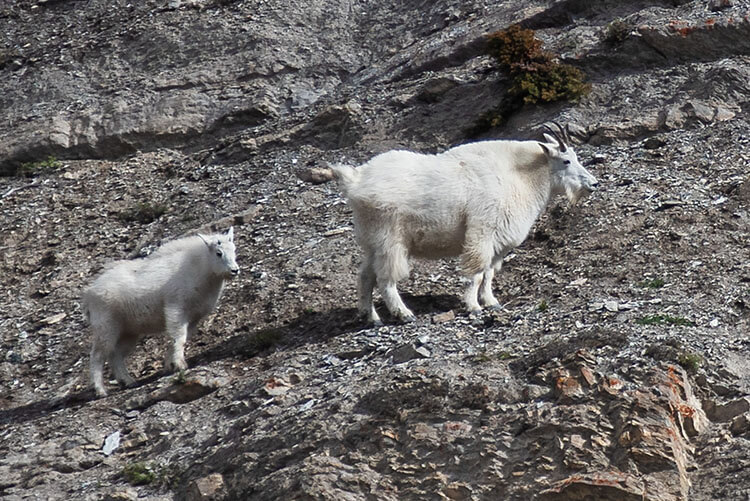  Mountain goats.
