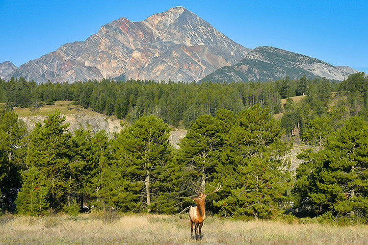 Elk, Jasper National Park.