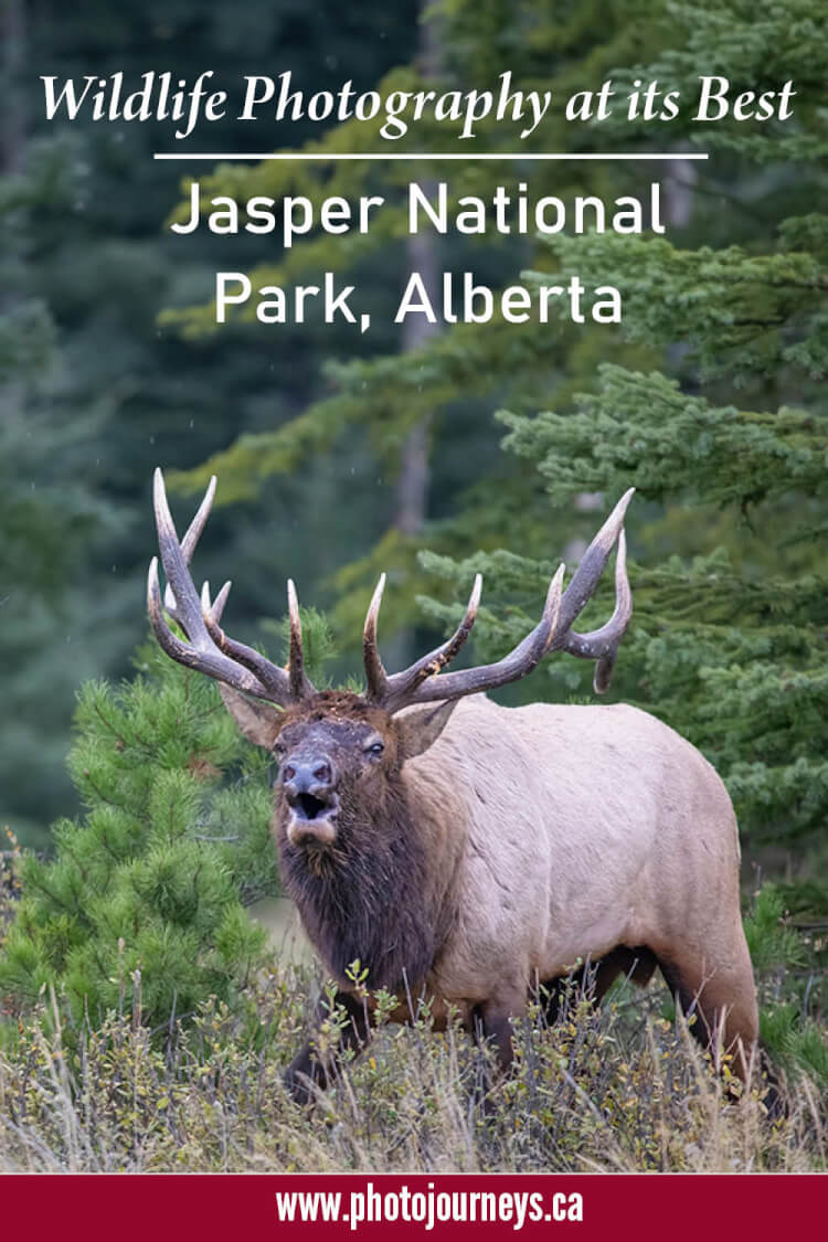 Why Jasper National Park Tops Our List for Wildlife Photography