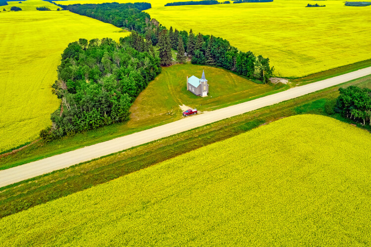 Canola field, Saskatchewan.