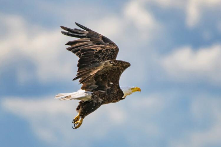 Bald eagle in flight, Saskatchewan.