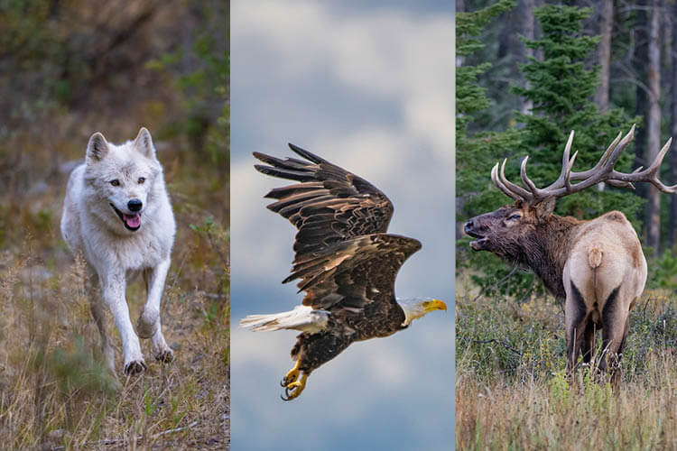 10 Favorite Wildlife Photos 2023