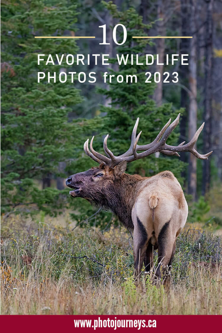 PIN for 10 Favorite Wildlife Photos 2023 from Photojourneys.ca