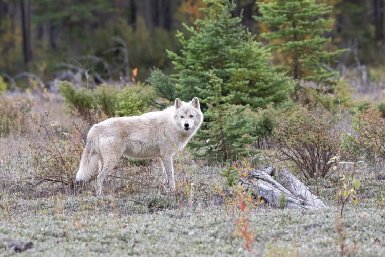 Flora the wolf, Northern Lights Wolf Centre near Golden, BC
