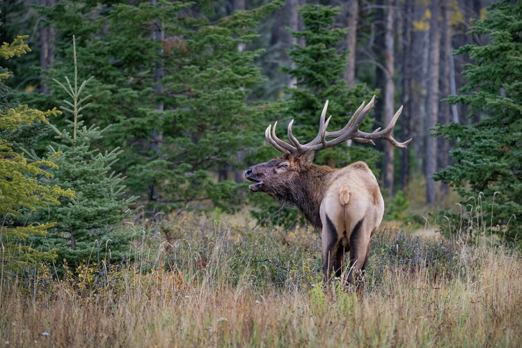 Bull elk bugling in Jasper National Park.