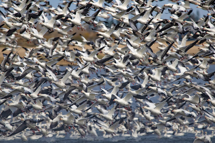 Snow geese migration, Saskatchewan.