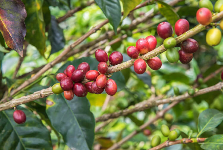 Coffee beans, Colombia