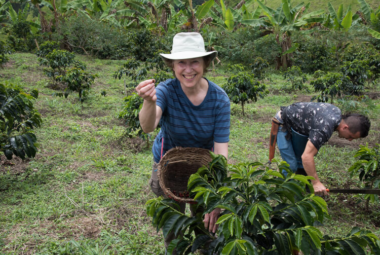 Picking coffee beans, Colombia