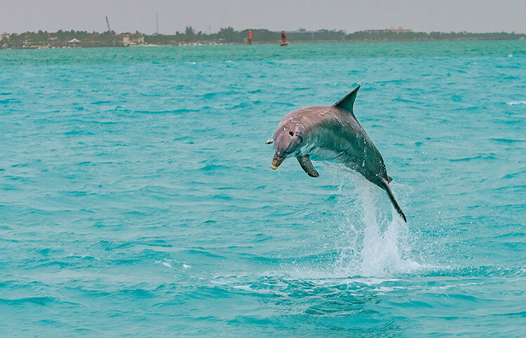 Dolphin jumping out of the water, Key West, Florida