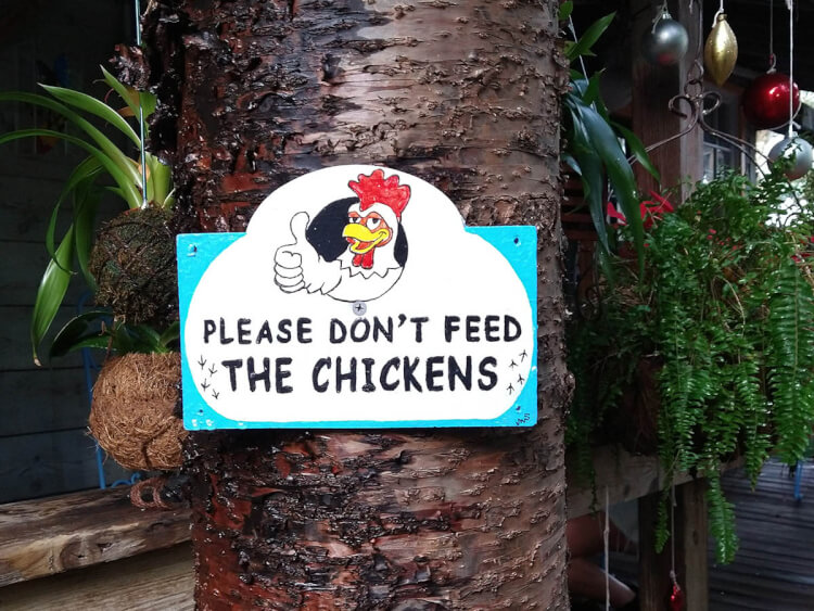 Chicken sign in restaurant in Key West, FL