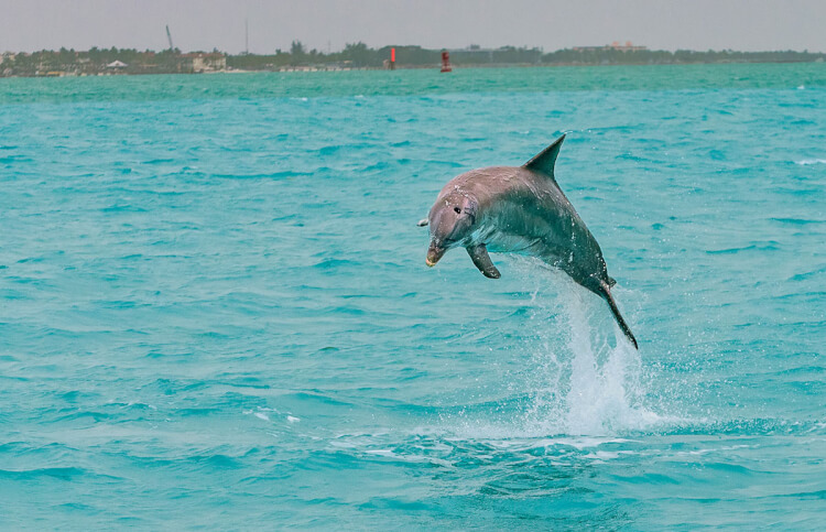 Dolphin watching trip, Key West, Florida