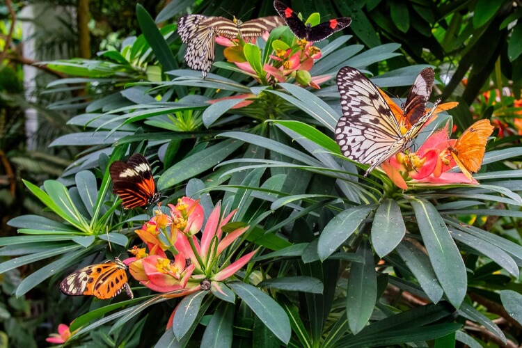 Key West Butterfly & Nature Conservatory, Key West, FL