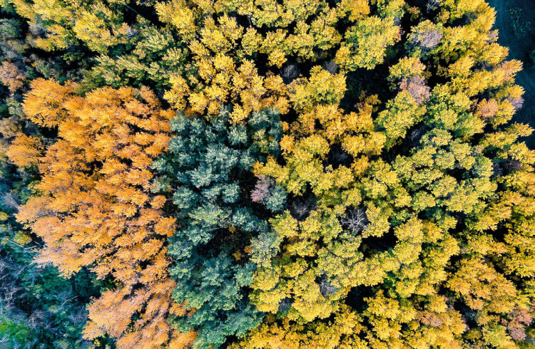 Abstract patterns from a drone photo showing aspen trees in the fall.