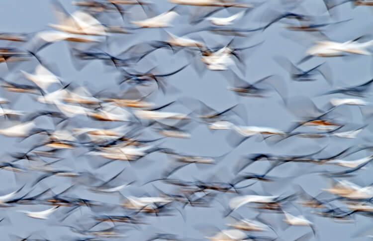 Creating an abstract photography pattern using flying birds.