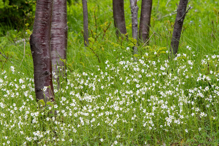 Wildflowers, Bic national park, Quebec.