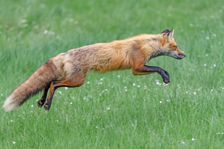 Red fox, Bic national park, Quebec.