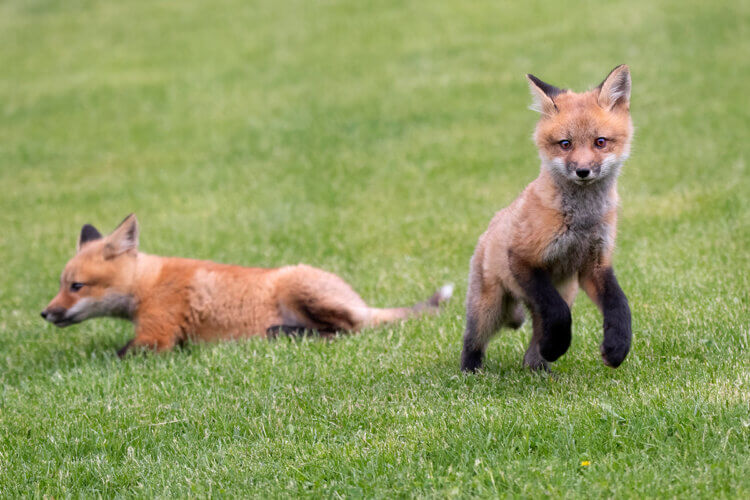 Fox kits, Parc nacional du Bic, Quebec