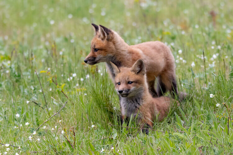 Fox kits at Parc nacional du Bic, Quebec
