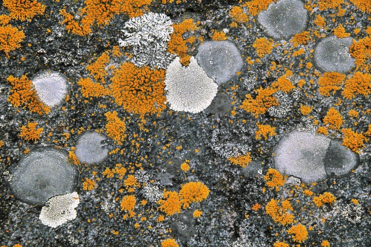 Abstract patterns on a rock covered with lichen.