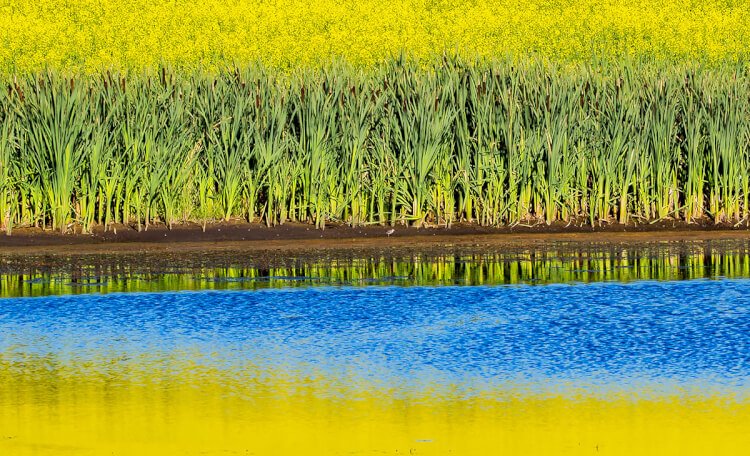 Abstract photography of canola reflected in a pond, Saskatchewan.