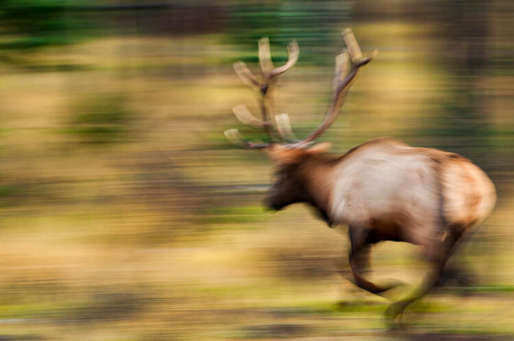 Using motion of a running animal to create abstract photo.