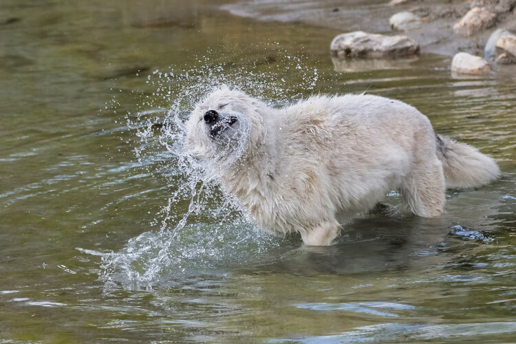 Wolf shaking water from its fur,