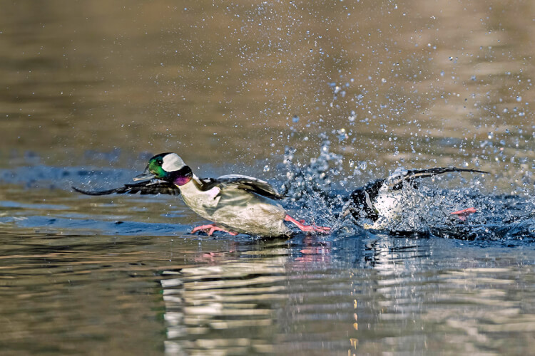 Bufflehead ducks, Saskatchewan