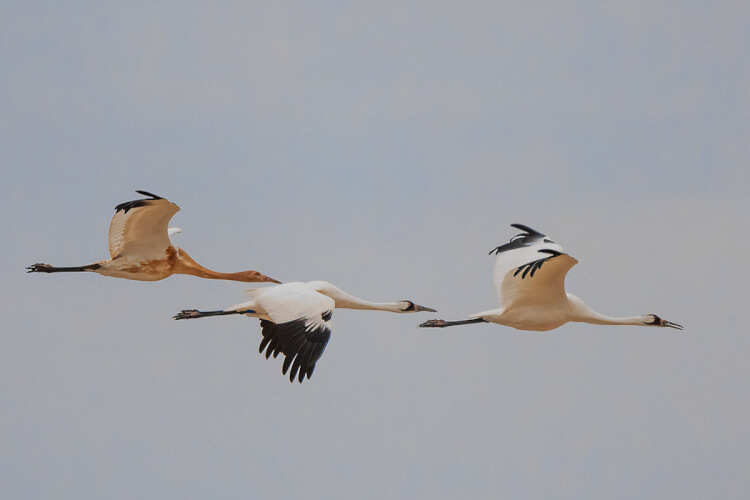 Whooping cranes flying, Saskatchewan