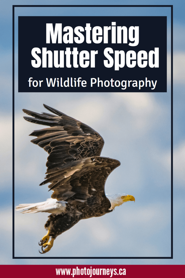 PIN for Shutter Speed in Wildlife Photography