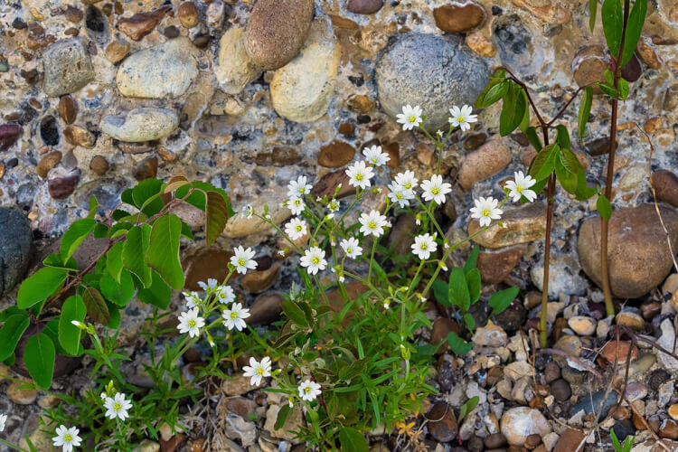 Field chickweed, Cypress Hills, SK
