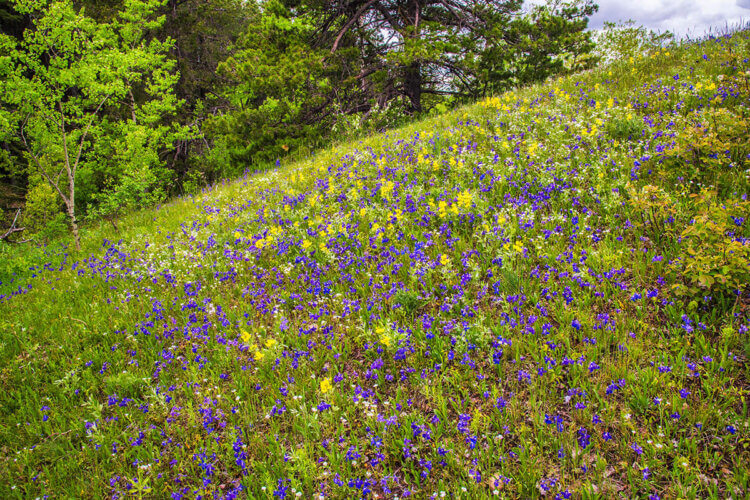 Wildflowers, Cypress Hills, SK
