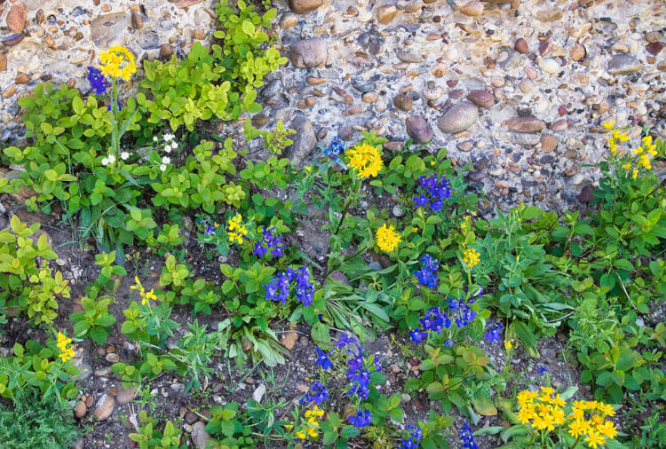 Mixed wildflowers, Cypress Hills