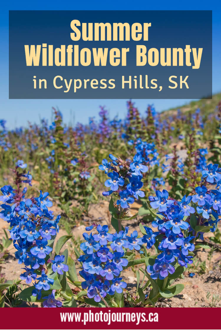 PIN for post on Wildflowers in the Cypress Hills | Photojourneys.ca