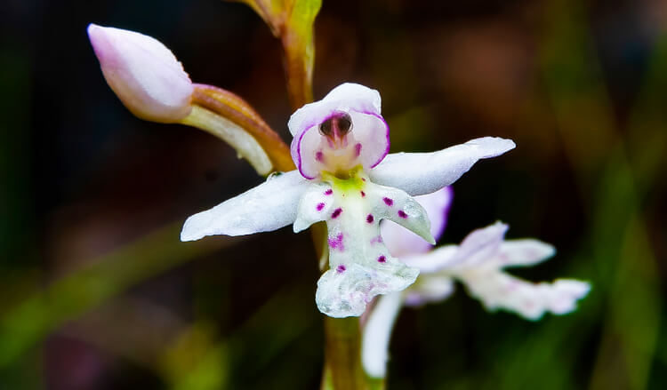 Round-leaved orchid, Saskatchewan