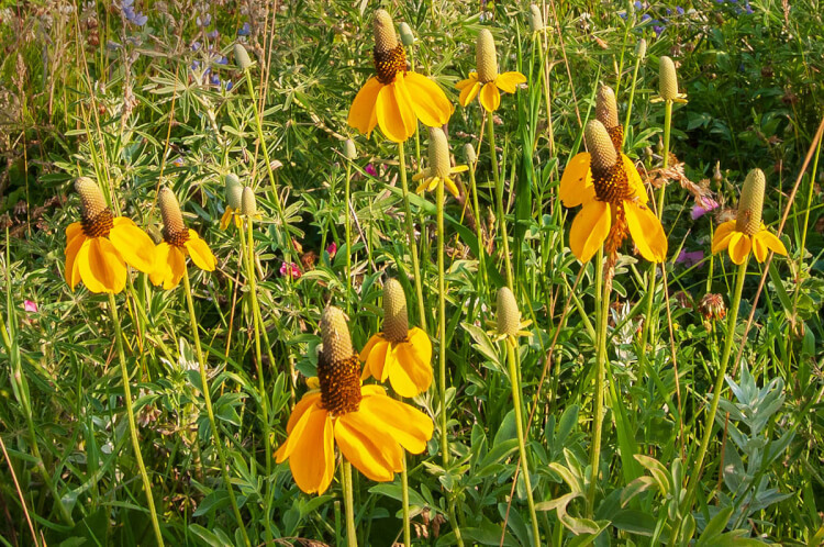 Prairie Coneflower, Pine Cree Regional Park.