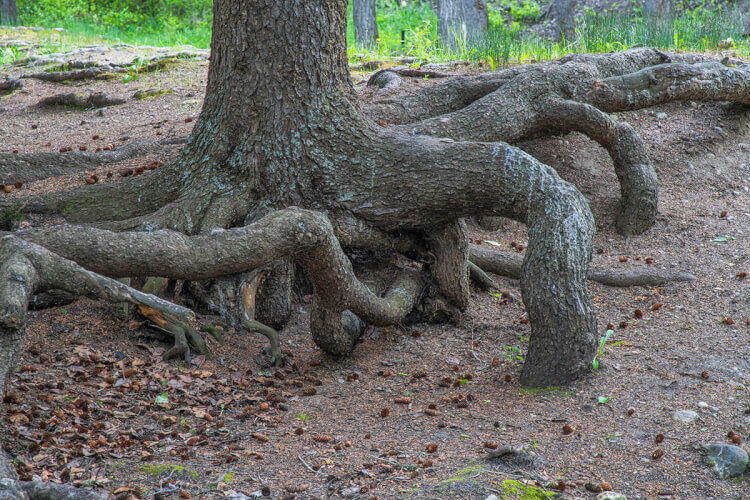 Spruce roots, Pine Cree Regional Park, Saskatchewan.