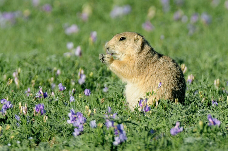 Black-tailed prairie dog, Grasslands National Park, Saskatchewan.