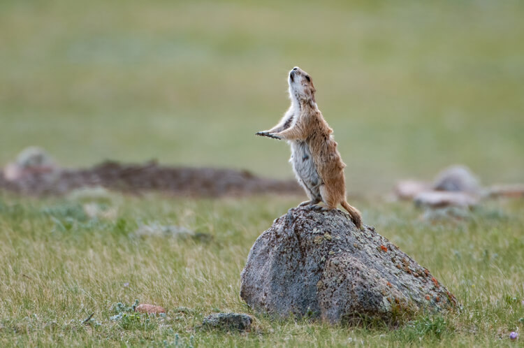 Black-tailed prairie dog, Grasslands National Park, Saskatchewan.