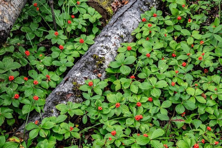 Bunchberries on the Boundary Bog Trail, Prince Albert National Park, Saskatchewan.