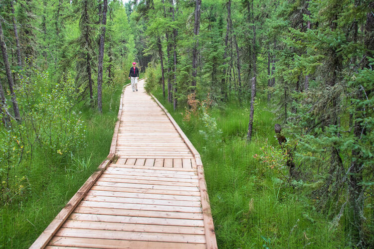 Boardwalk, Boundary Bog Trail, Prince Albert National Park, Saskatchewan.