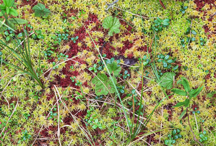 Boundary Bog Trail, Prince Albert National Park, Saskatchewan.