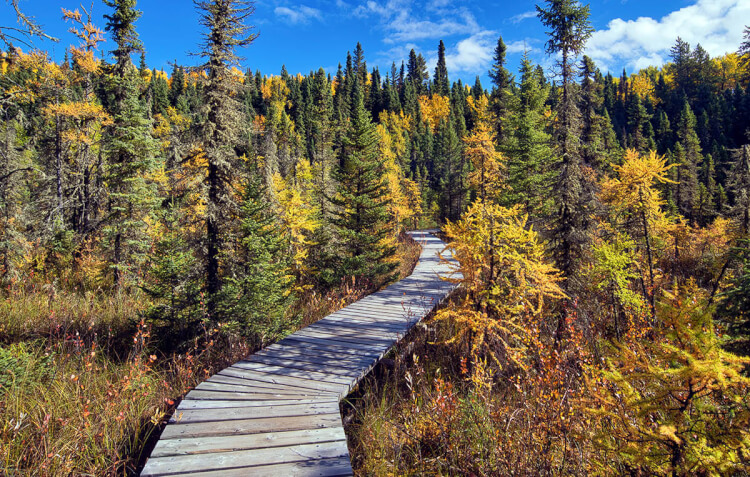 Boundary Bog Trail, Prince Albert National Park, Saskatchewan.