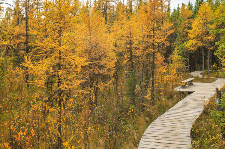 Boundary Bog Trail, Prince Albert National Park, Saskatchewan.