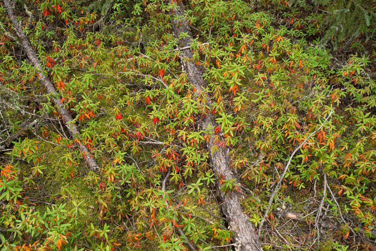 Labrador tea, Boundary Bog Trail, Prince Albert National Park, Saskatchewan.