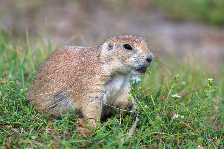 Black-tailed prairie dog foraging in Grasslands National Park.