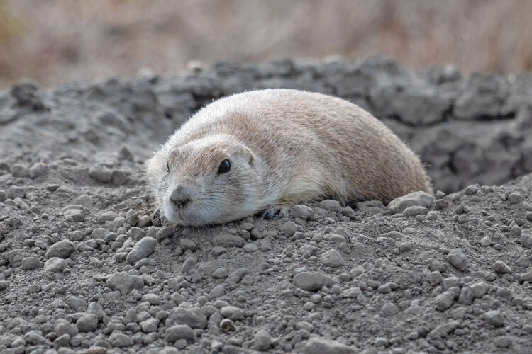 Black-tailed prairie dog, Grasslands National Park, Saskatchewan.