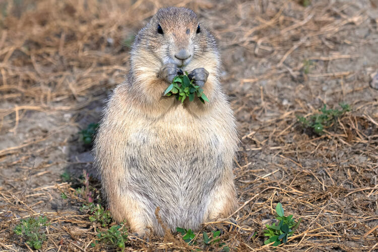 Black-tailed prairie dog, Grasslands National Park, Saskatchewan.