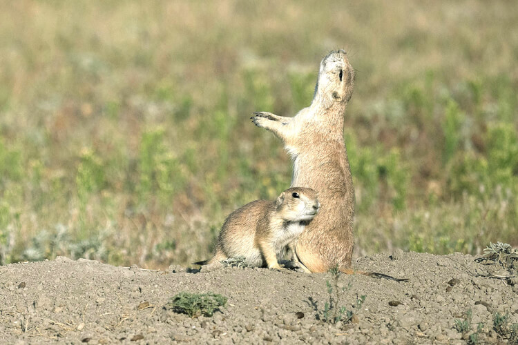 Black-tailed prairie dog, Grasslands National Park, Saskatchewan.