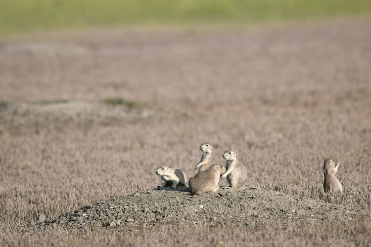 Prairie dogs burrows in Grasslands National Park, Saskatchewan.