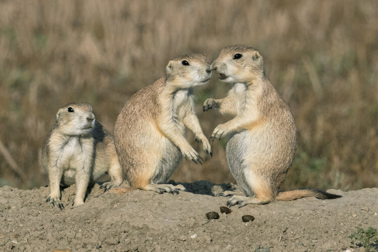 Black-tailed prairie dog, Grasslands National Park, Saskatchewan.